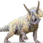 triceratops