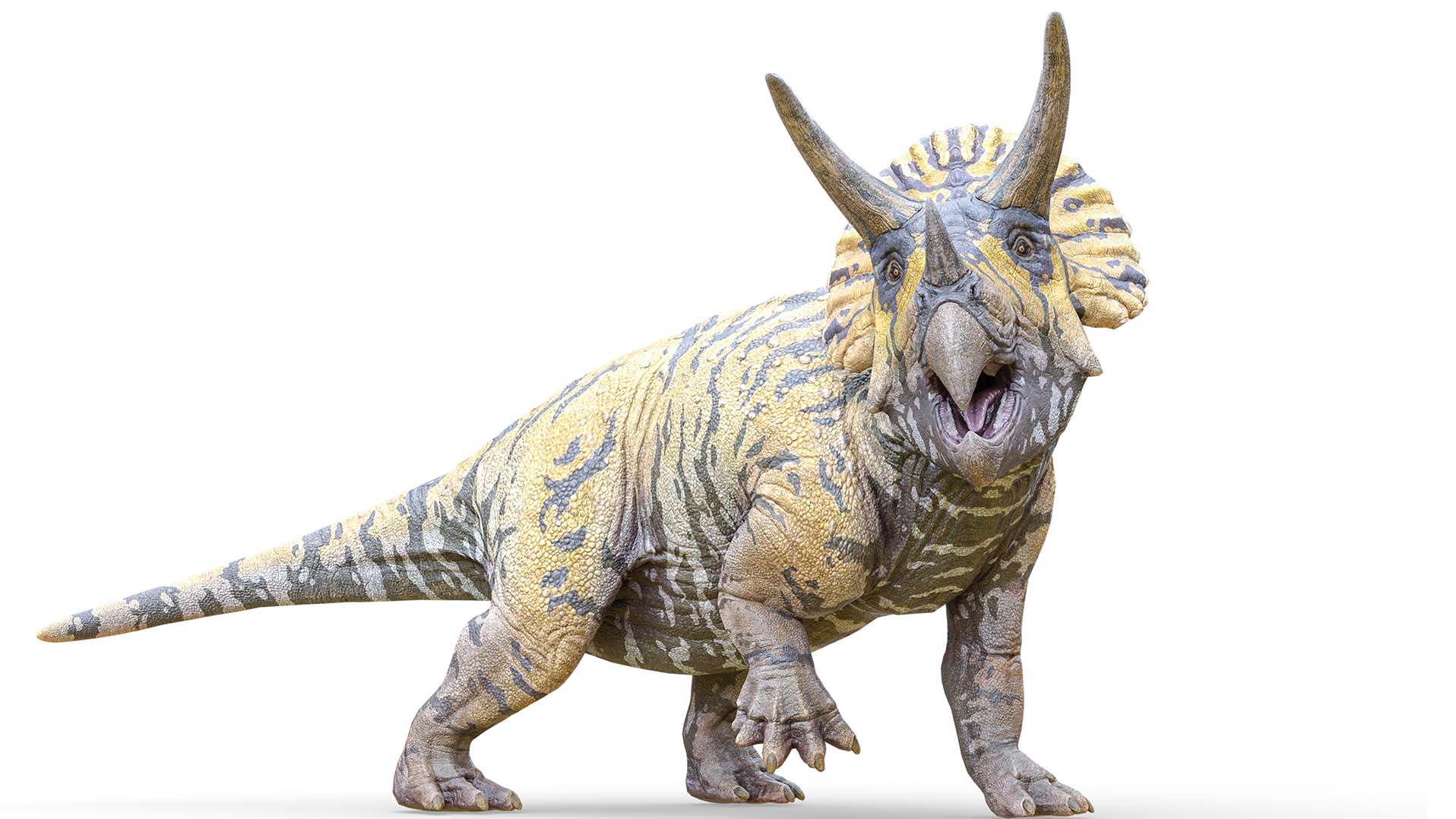 triceratops