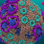 cell simulation