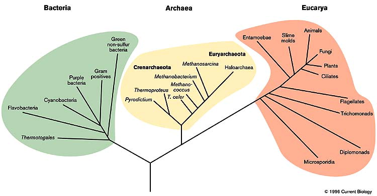 GPU-based Phylogenetic Tree of soil microorganism analysis