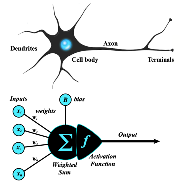 Neural network comparison: Biological and artificial neurons depicted for visual understanding.
